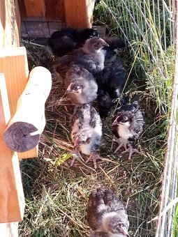 Kuriatka marans - 3