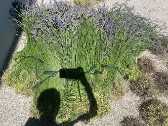 levandula - 3