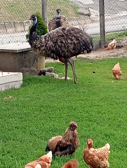 Predám vymením emu - 3