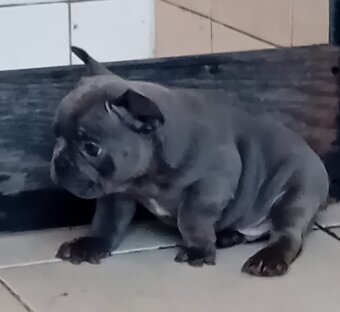 Fr.buldocek modre - 3