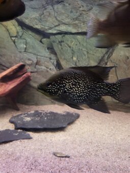 americké cichlidy - 3