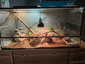 Agamy + terárium - 3