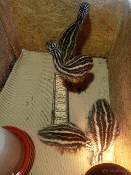 emu hnedý - 3