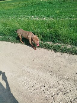 Darujem psíka, pitbull red nose - 3