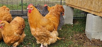 Orpington kohúty - 3