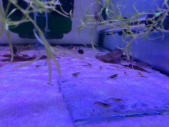 Neocaridina krevetky - 3