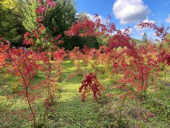 JAVOR DLANITOLISTÝ / JAPONSKÝ - 3