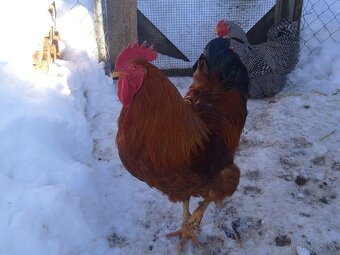 Kačky a kohúty - 3