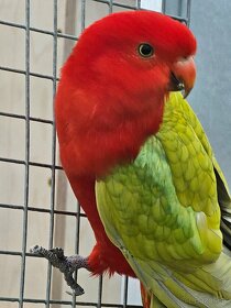 Papagaj kralovsky zlty - 3