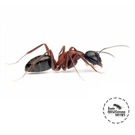 Camponotus ligniperda - 3