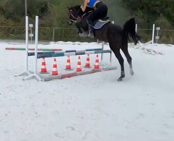 Arabsky plnokrvnik - 3