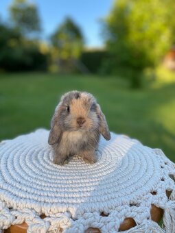 Mini Lop s VP - 3