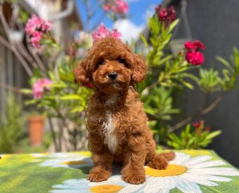 Maltipoo kiskutyák - 3