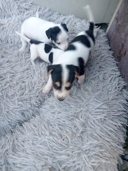 Jack Russell - 3