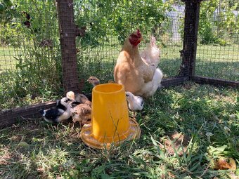 Predam domace vajicka- momentalne nemame - 3