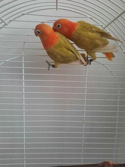 Agapornis fischer - 3