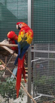 ARA arakanga macao - 3