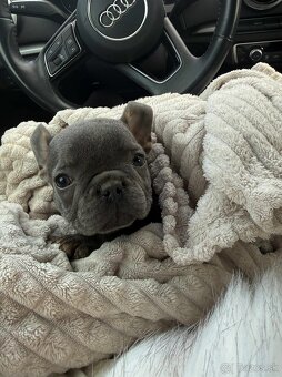 Francuzsky buldoček - 3