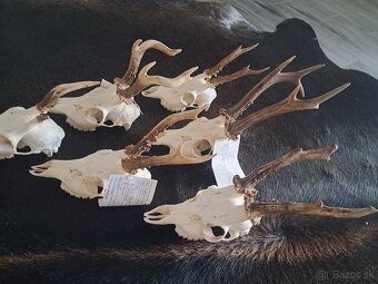 Srnčie trofeje, parozie ,parohy - 3