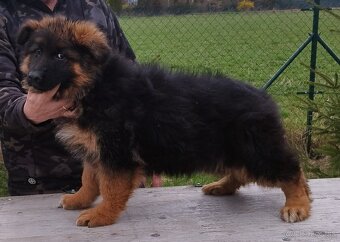 Nemecký ovčiak - 3