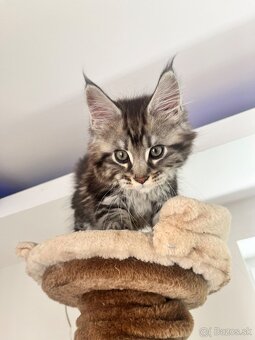 Maine coon / mainska myvalia s PP - 3