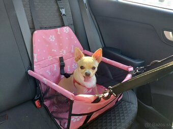 Hľadá sa fešáčik pre čivavku 🐶❤️ - 3