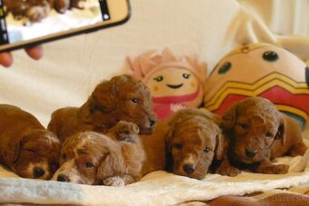 Mini goldendoodle - 3
