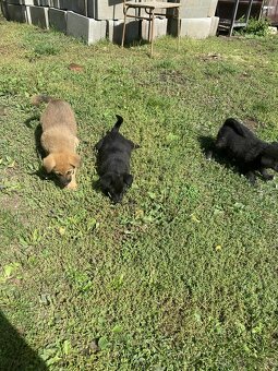 Šteniatka Akita inú - 3