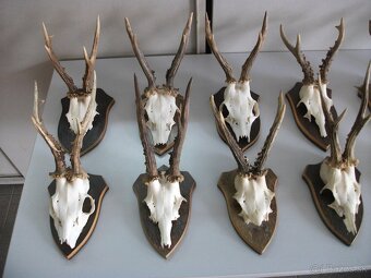 Predám 14ks srnčie trofeje-dovoz Rakúsko. - 3