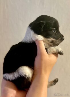 Border kólia šteniatko - 3