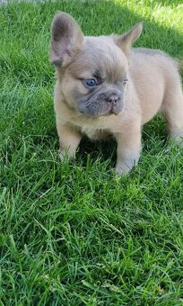 Francúzsky buldoček - 3