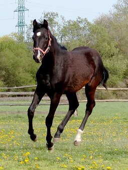 appaloosa žrebček - 3