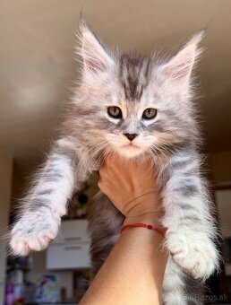 ❣️Mainská Mývalia ❣️mačiatka s PP Maine Coon - 3