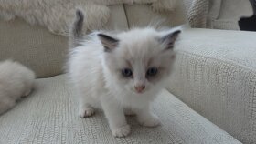 ragdoll,radgoll mačiatka k odberu - 3