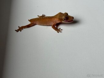 Ciliatus red samička - 3