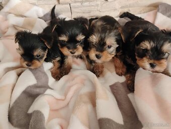 Yorkshirsky teriér mini - 3