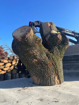 Predám kmeň javora - 3