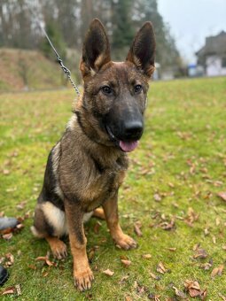 Fenka NO - FIALKA - 3