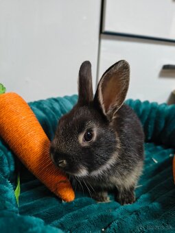 Malé klbká na adopciu - 3