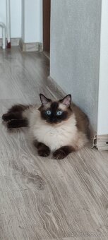 Ragdoll mačiatka - 3