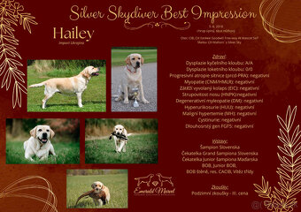 Labradorský retriever - štěniatka s PP - 3