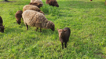 Mini ovečky Ouessant - 3