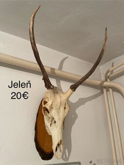 Trofeje na podložkách, parohy, parožie - 3