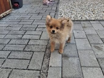 Pomeranian spic - 3