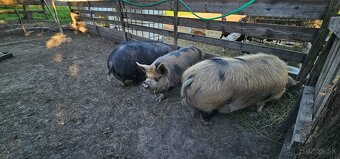 Predám Kune kune - 3