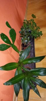 Mix izbových rastlín - 3