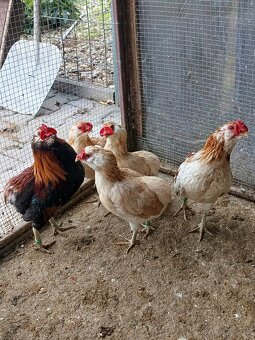 Araukana zdrobnělá pšeničná a žíhaná - 3