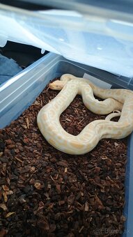 Pyton tmavy - 3