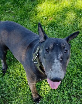 Bullterrier - 3