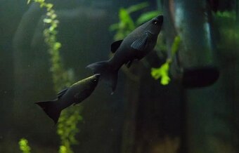 Gold Molly,Black Molly - 3